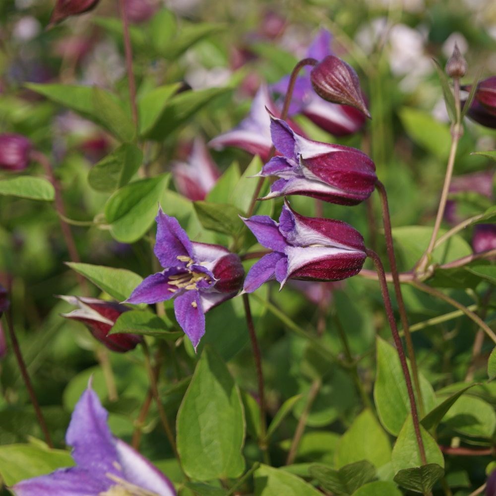 <i>Clematis</i> <b class=small-caps>Prince William</b> ('Zo08171') (PBR)