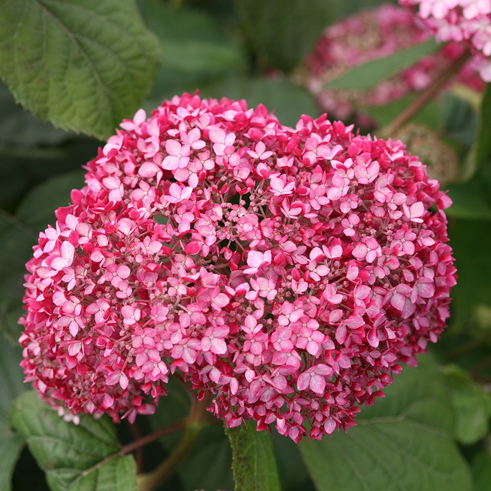 <i>Hydrangea arborescens</i> <b class=small-caps>Pink Annabelle</b> ('Ncha2') (PBR)