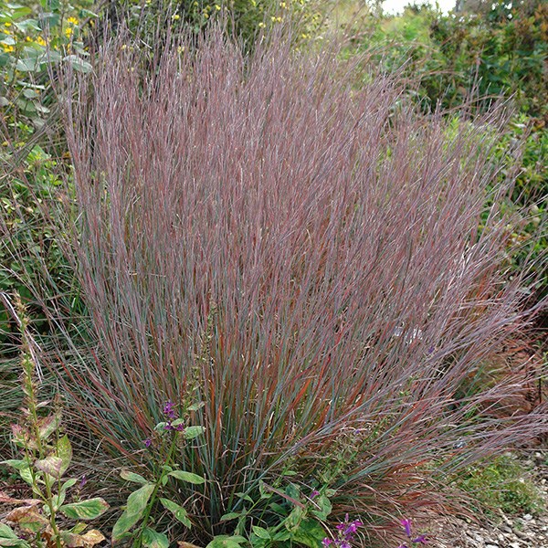 <i>Schizachyrium scoparium</i> 'Standing Ovation' (PBR)