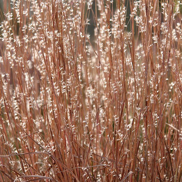 <i>Schizachyrium scoparium</i> 'Standing Ovation' (PBR)