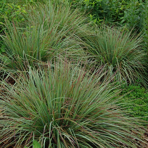 <i>Schizachyrium scoparium</i> 'Standing Ovation' (PBR)