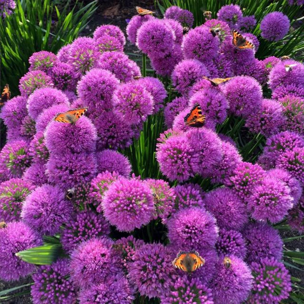 <i>Allium</i> 'Millennium'