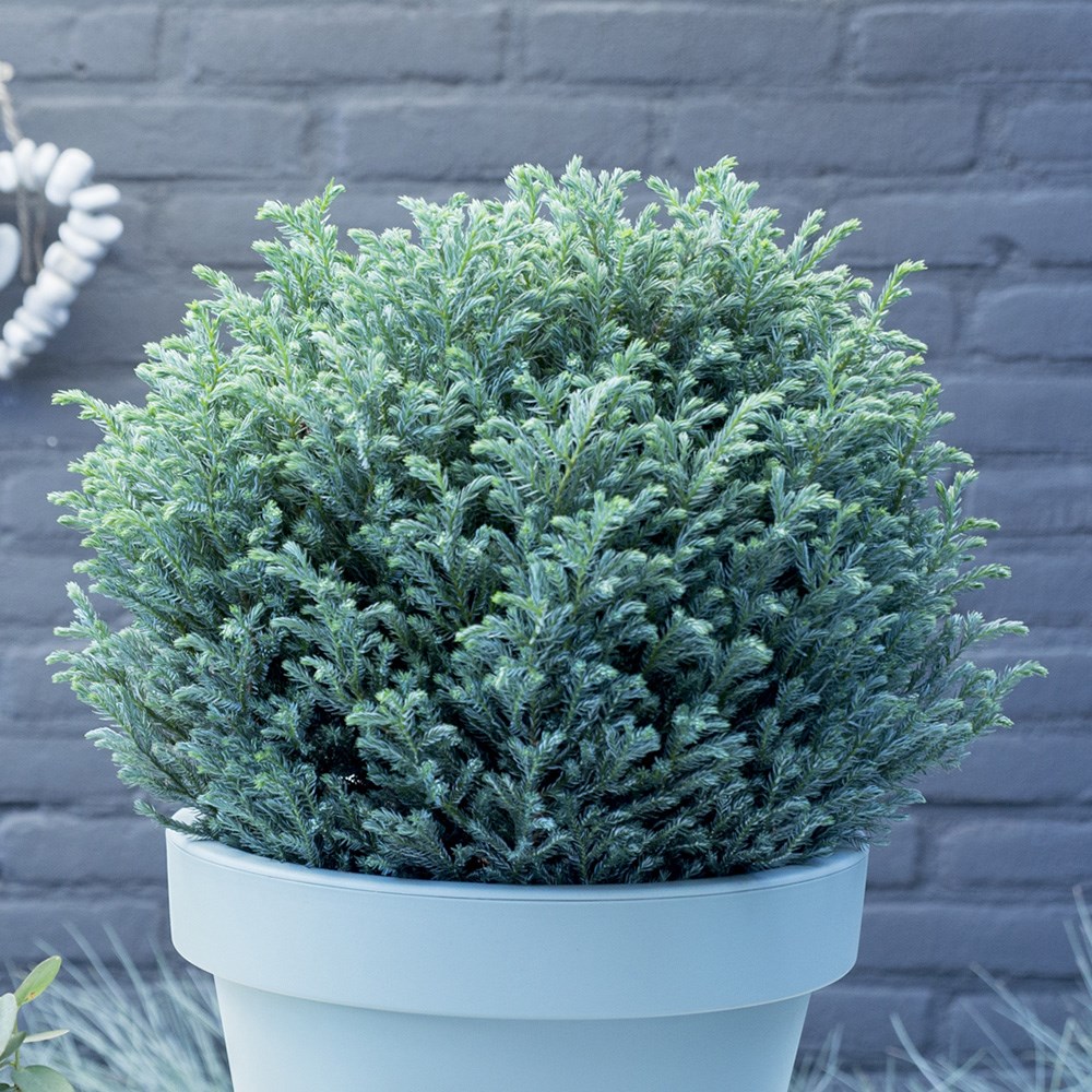 <i>Chamaecyparis pisifera</i> 'Blue Moon' (PBR)
