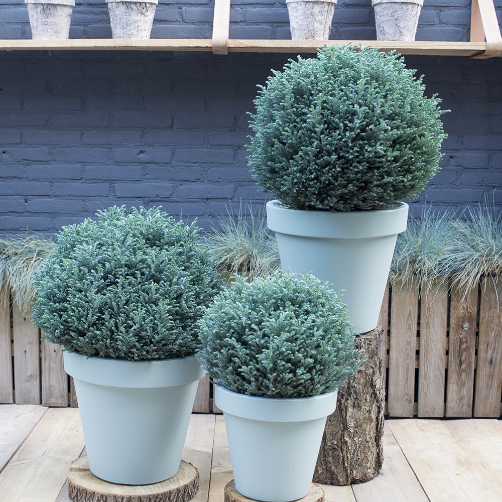 <i>Chamaecyparis pisifera</i> 'Blue Moon' (PBR)