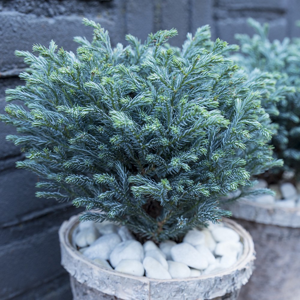 <i>Chamaecyparis pisifera</i> 'Blue Moon' (PBR)