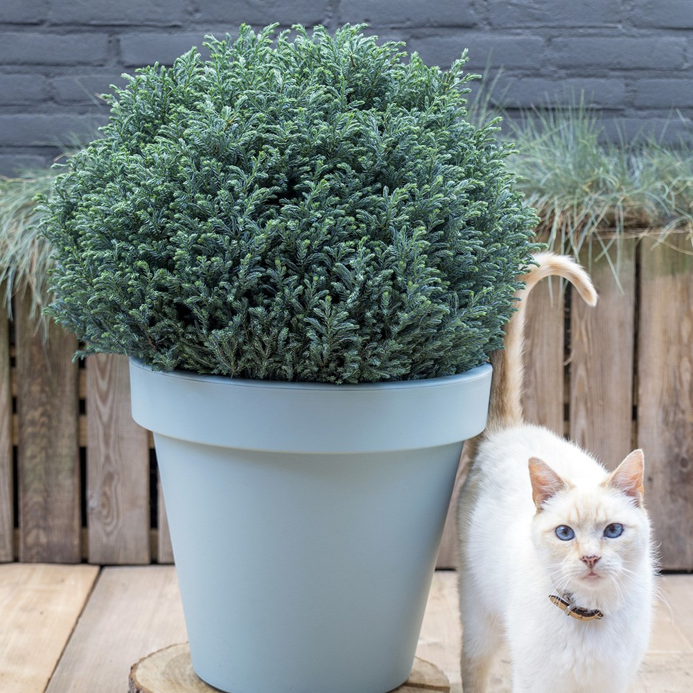 <i>Chamaecyparis pisifera</i> 'Blue Moon' (PBR)