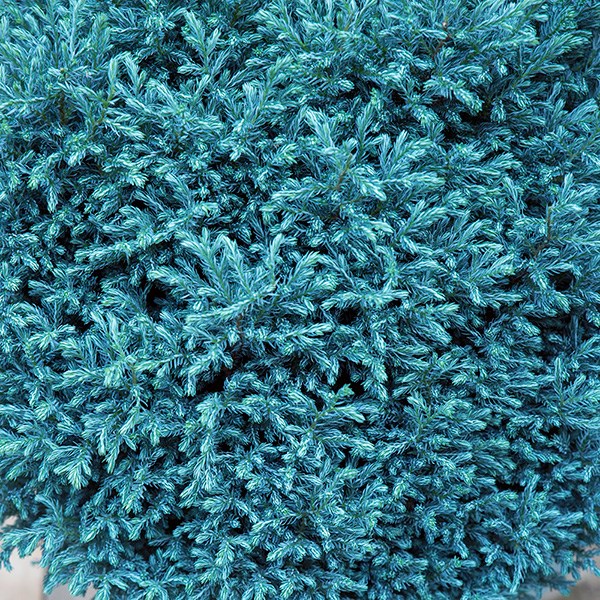 <i>Chamaecyparis pisifera</i> 'Blue Moon' (PBR)