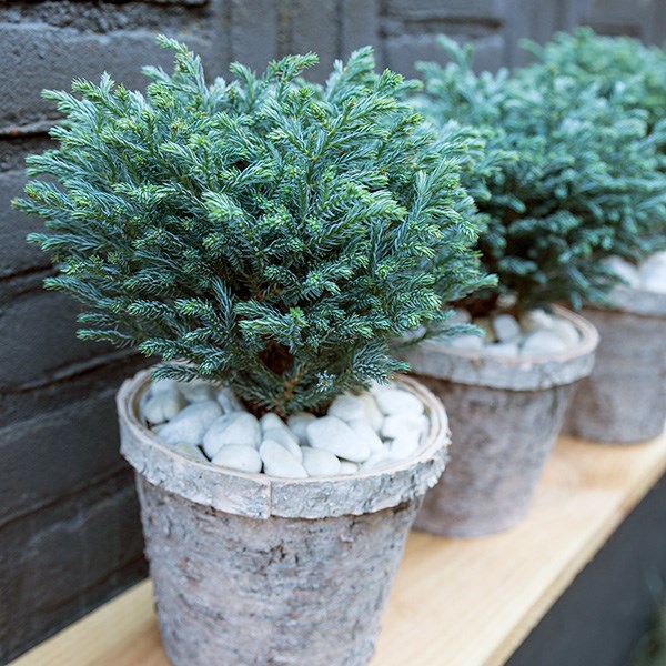 <i>Chamaecyparis pisifera</i> 'Blue Moon' (PBR)