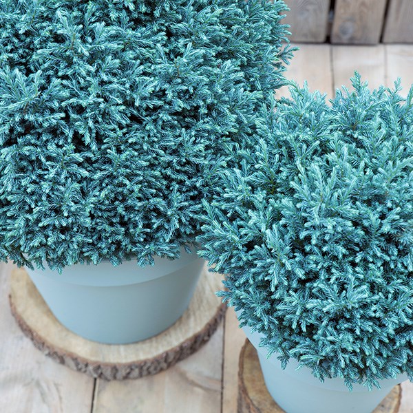<i>Chamaecyparis pisifera</i> 'Blue Moon' (PBR)