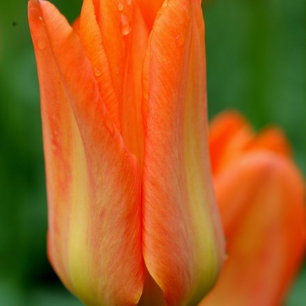 Tulipa Orange Brilliant