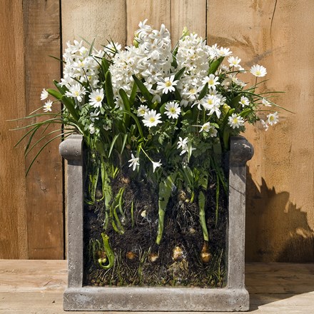 Bulbs for pots - ice whites