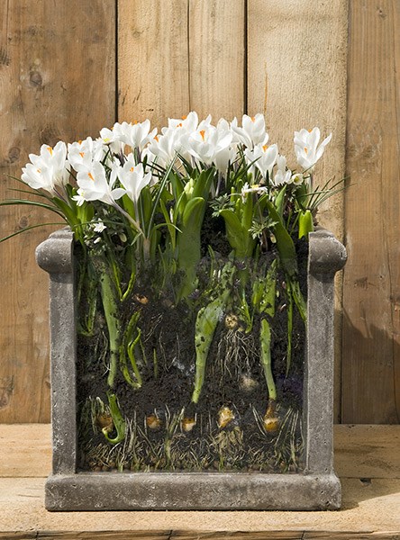 Bulb lasagne collection for pots - ice whites