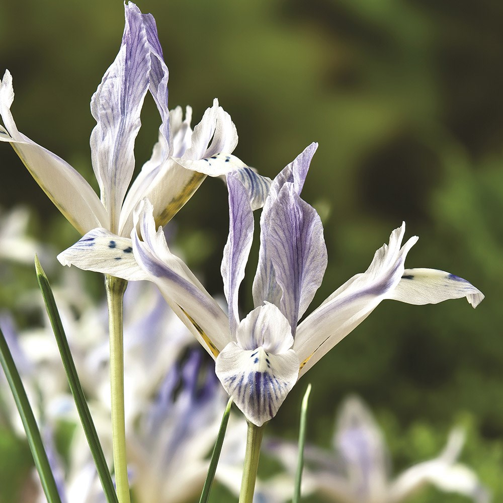 <I>Iris</i> 'Painted Lady' (Reticulata)