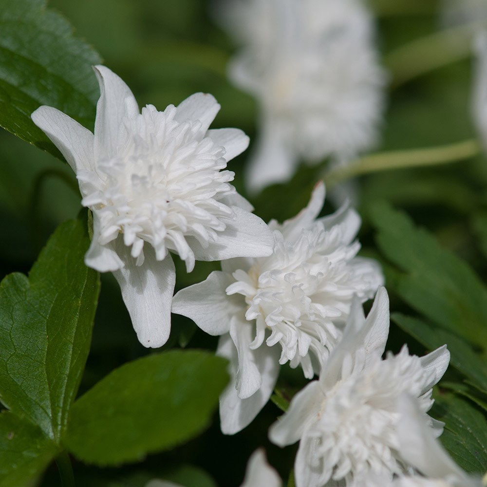 <i>Anemone nemorosa</i> 'Vestal'