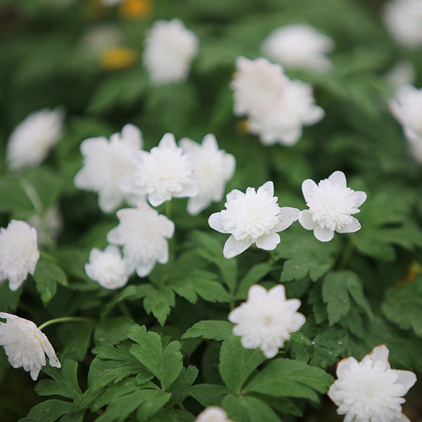 <i>Anemone nemorosa</i> 'Vestal'