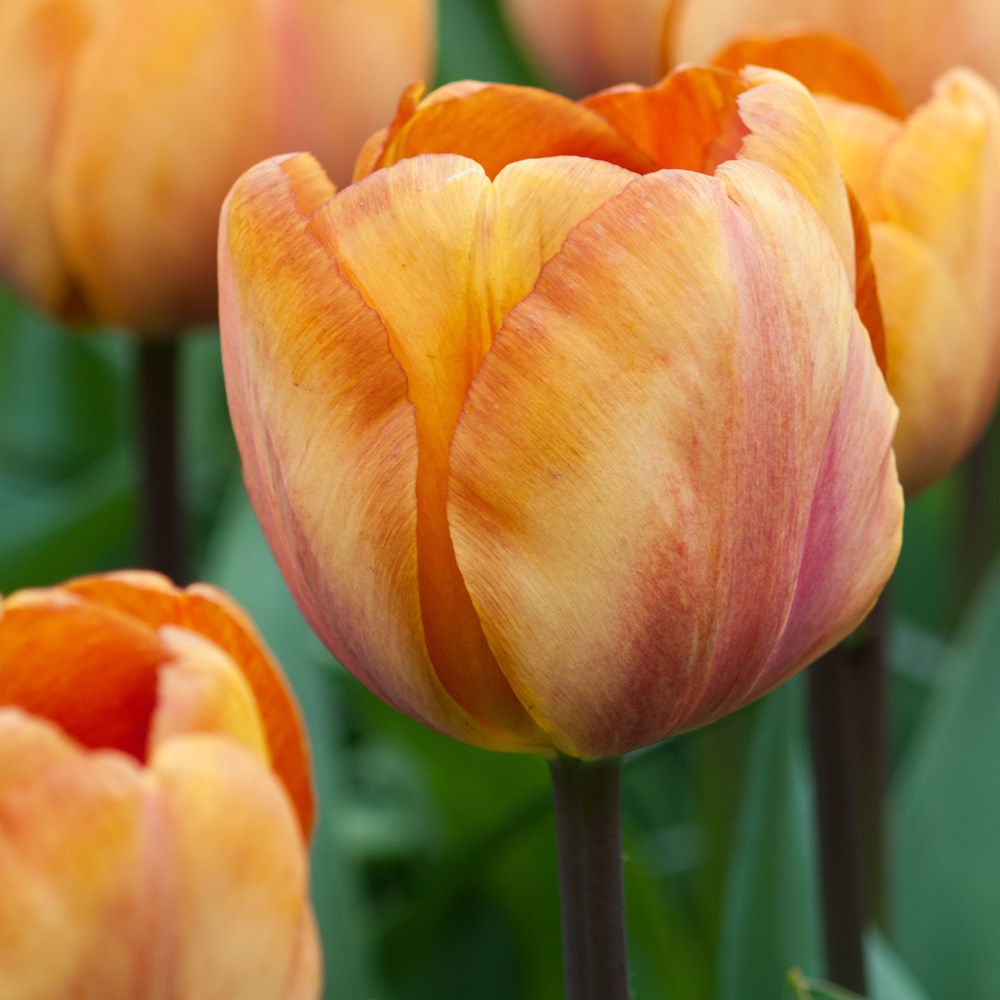 <i>Tulipa</i> 'Brown Sugar'