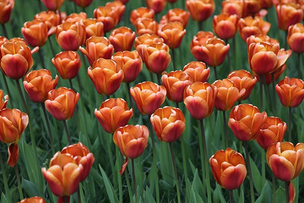 <i>Tulipa</i> 'Brown Sugar'