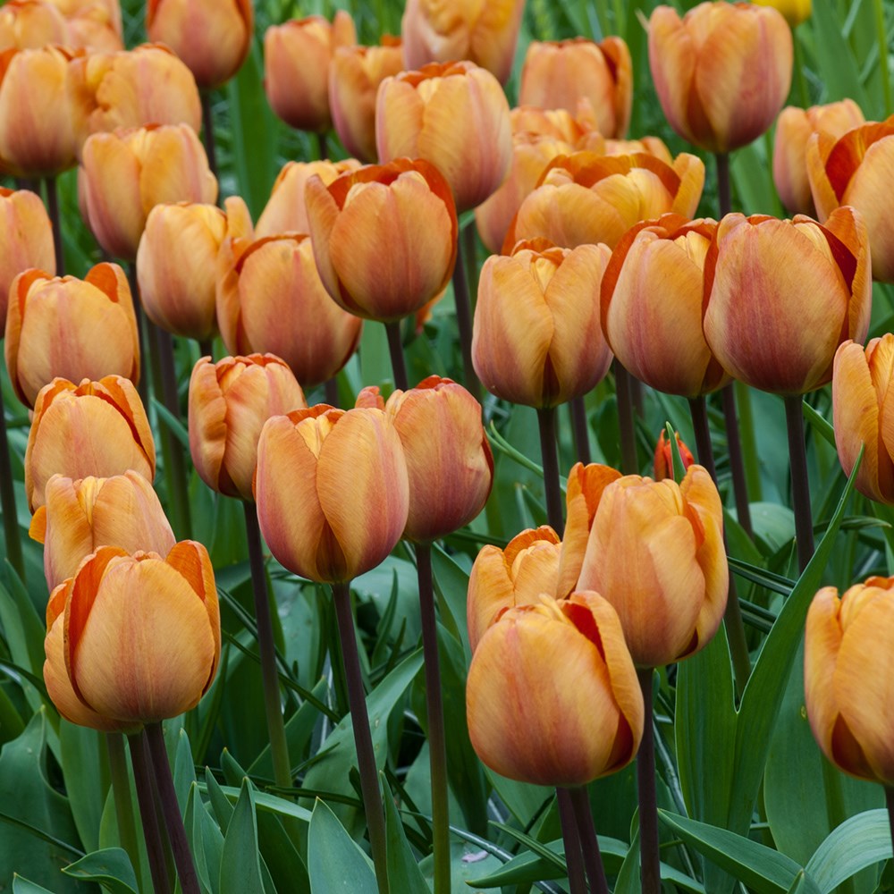 <i>Tulipa</i> 'Brown Sugar'