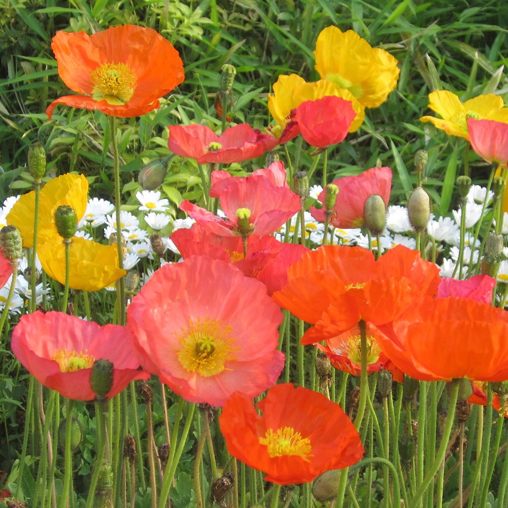 Papaver nudicaulis