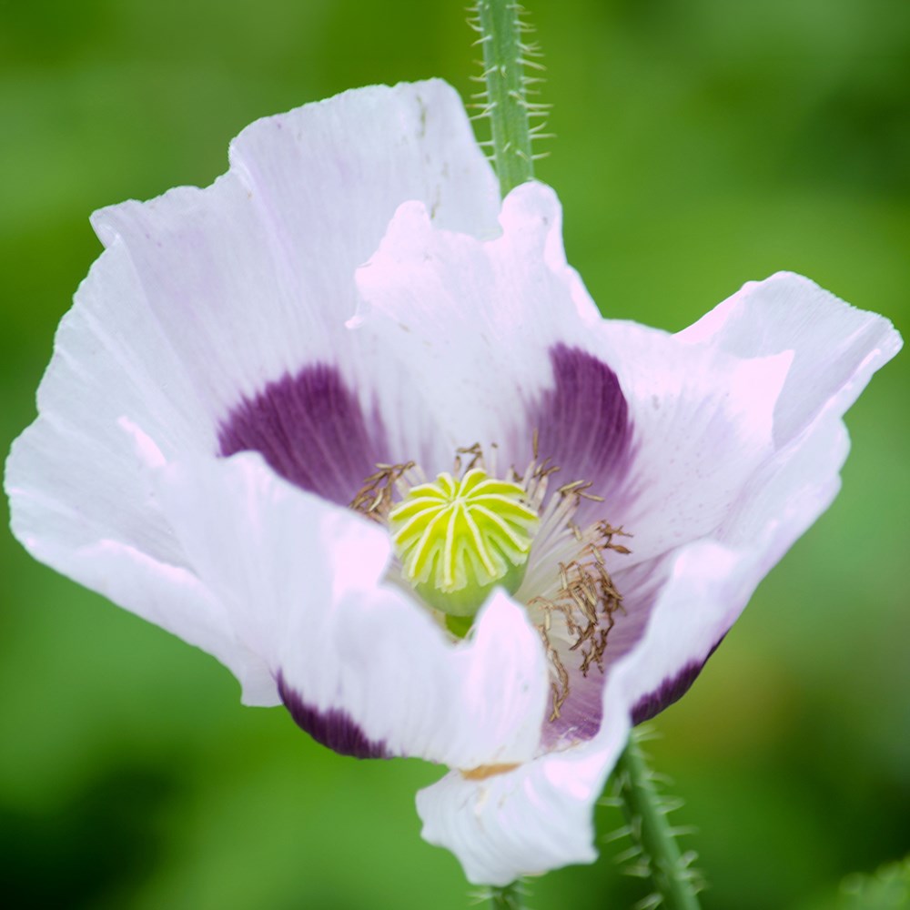 <i>Papaver somniferum</i> 'Maanzaad'