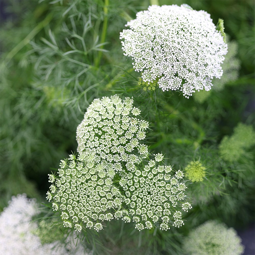 <i>Visnaga daucoides</i> (syn. Ammi visnaga)