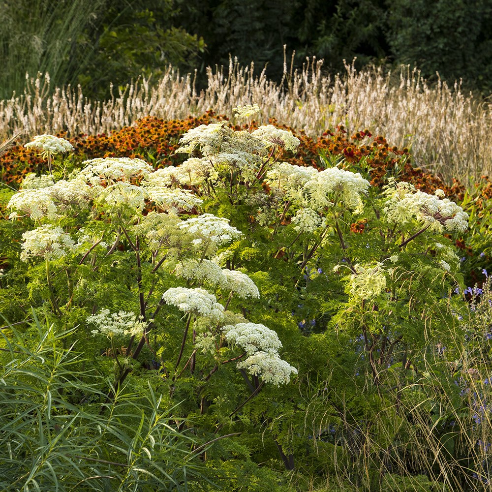 <i>Ligusticopsis wallichiana</i> 