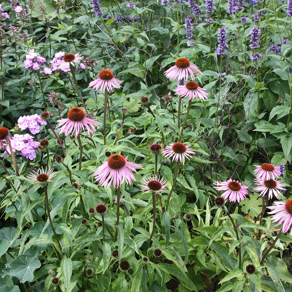 <i>Echinacea purpurea</i> 'Rubinstern'