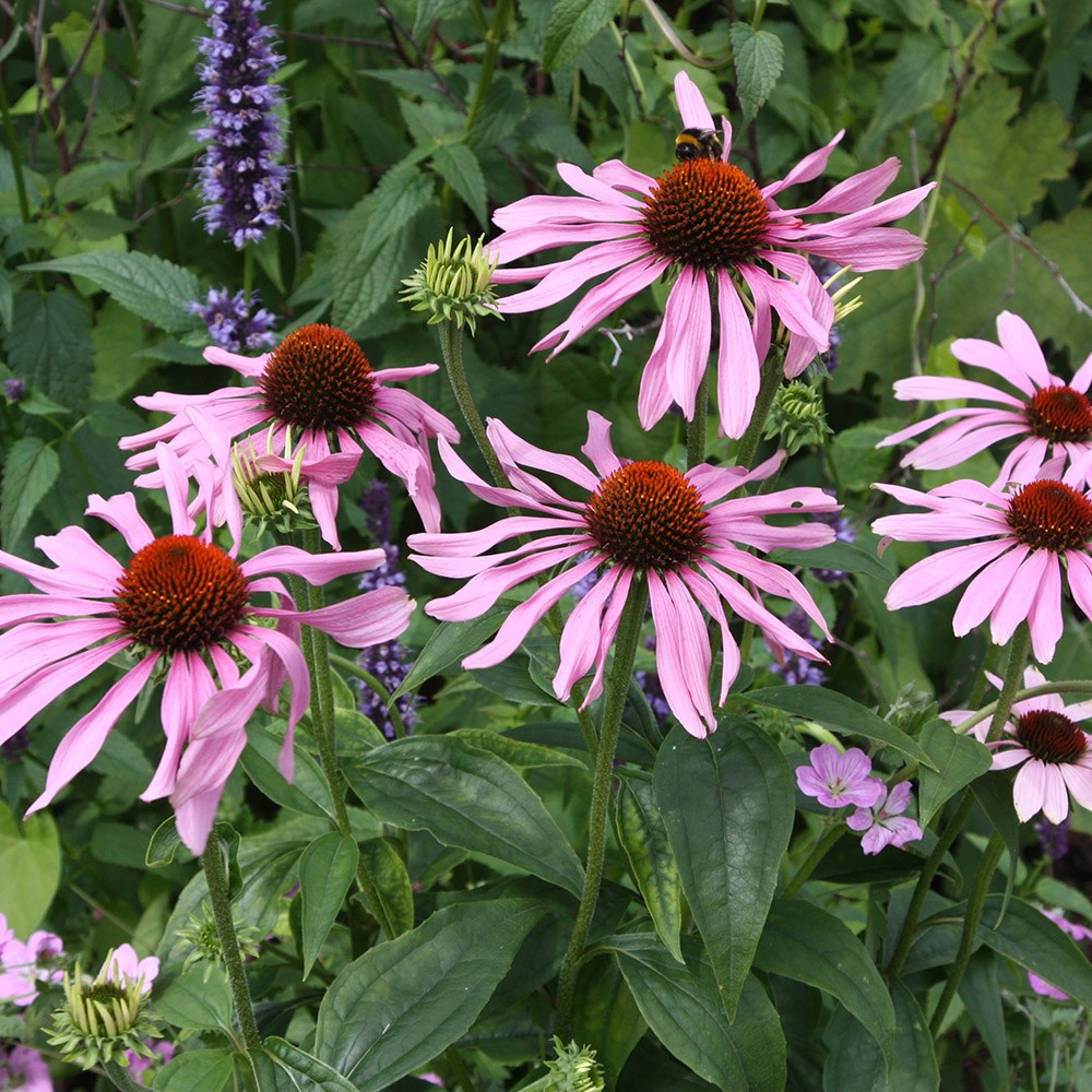 <i>Echinacea purpurea</i> 'Rubinstern'