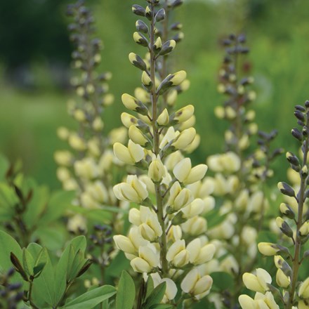 Baptisia Vanilla Cream (Decadence Series)
