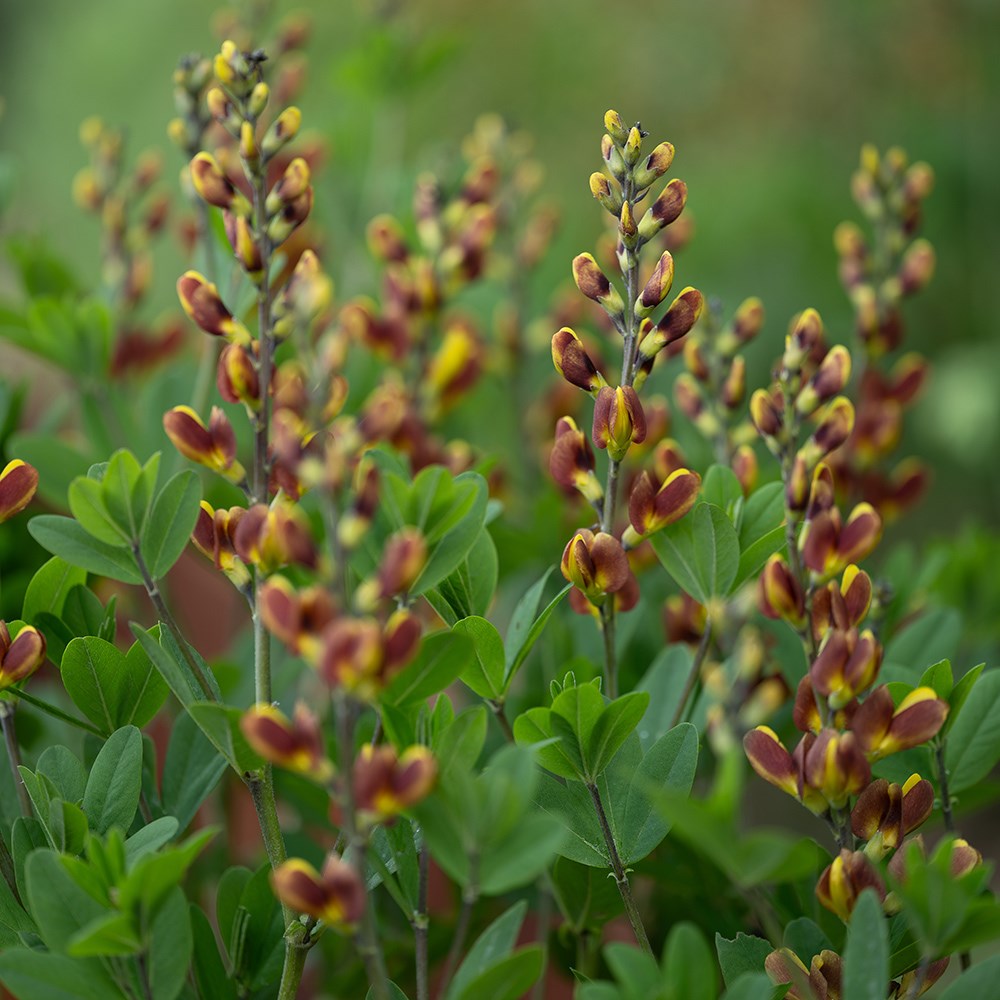 <i>Baptisia</i> 'Cherries Jubilee'