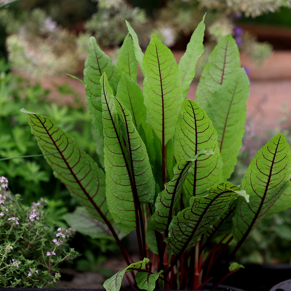 <i>Rumex sanguineus</i> var. <i>sanguineus</i>