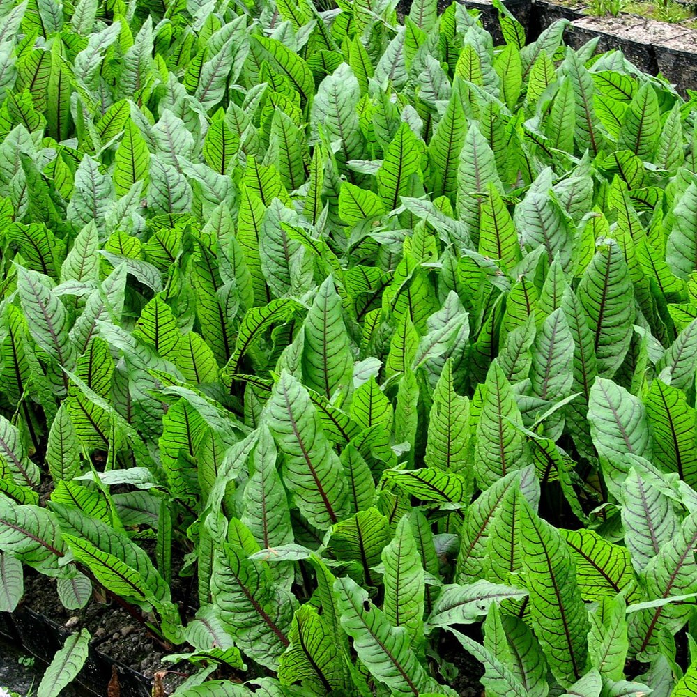 <i>Rumex sanguineus</i> var. <i>sanguineus</i>