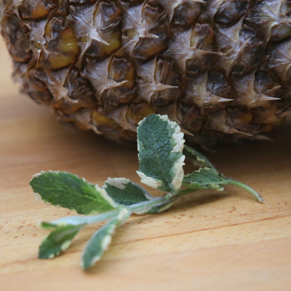 mint - Pineapple mint