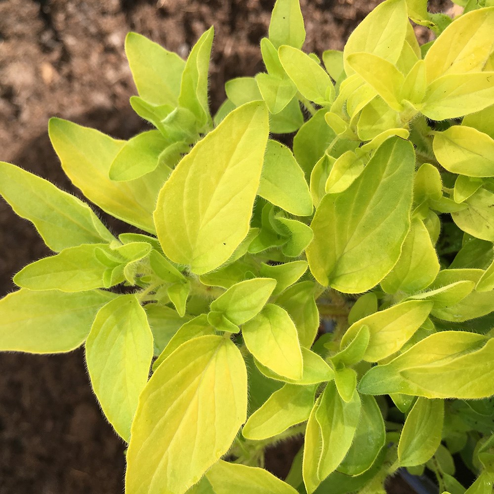 marjoram golden