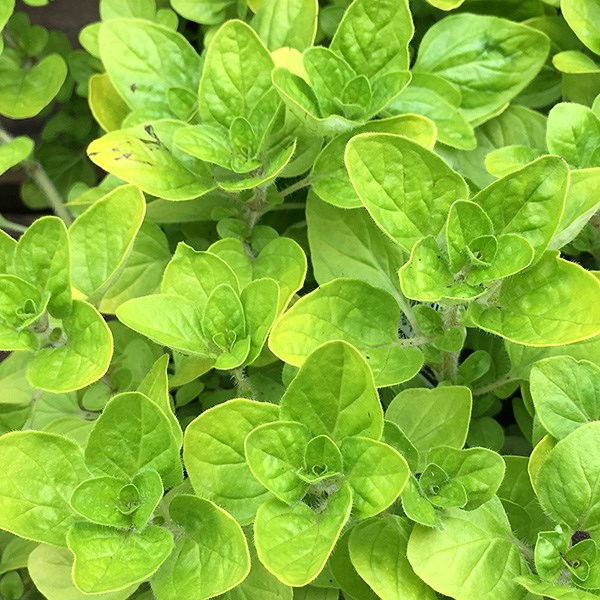 marjoram golden
