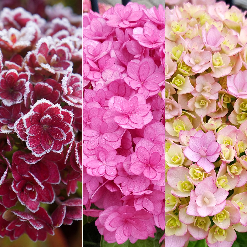 <i>Hydrangea macrophylla</i> <b class=small-caps>You & Me Together</b> ('Youmefive') (PBR)