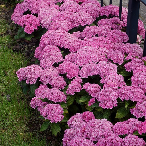 <i>Hydrangea macrophylla</i> <b class=small-caps>You & Me Together</b> ('Youmefive') (PBR)
