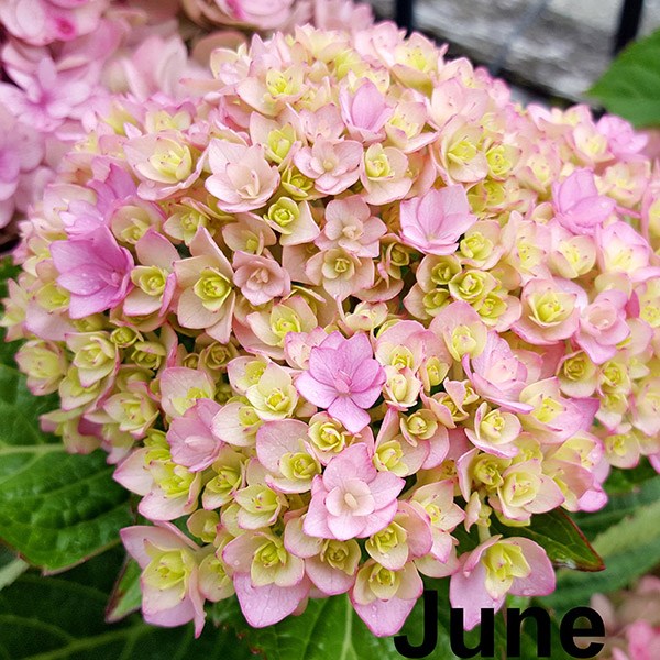 <i>Hydrangea macrophylla</i> <b class=small-caps>You & Me Together</b> ('Youmefive') (PBR)