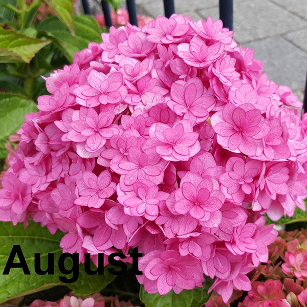 <i>Hydrangea macrophylla</i> <b class=small-caps>You & Me Together</b> ('Youmefive') (PBR)