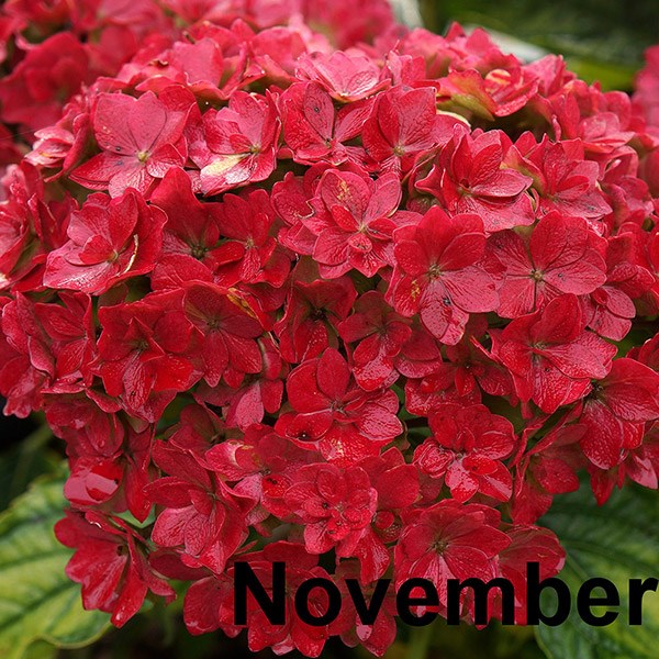 <i>Hydrangea macrophylla</i> <b class=small-caps>You & Me Together</b> ('Youmefive') (PBR)