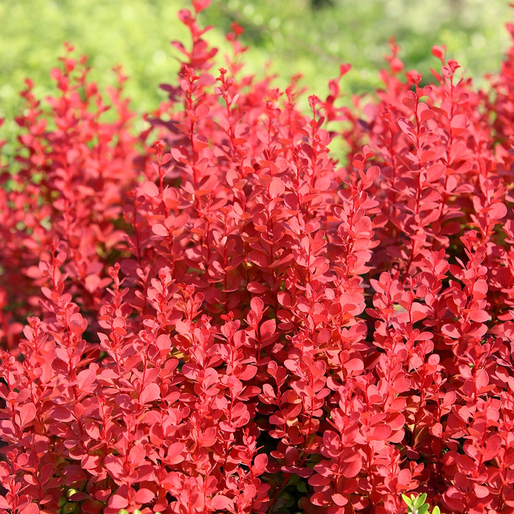 <i>Berberis thunbergii</i> 'Orange Rocket' (PBR)
