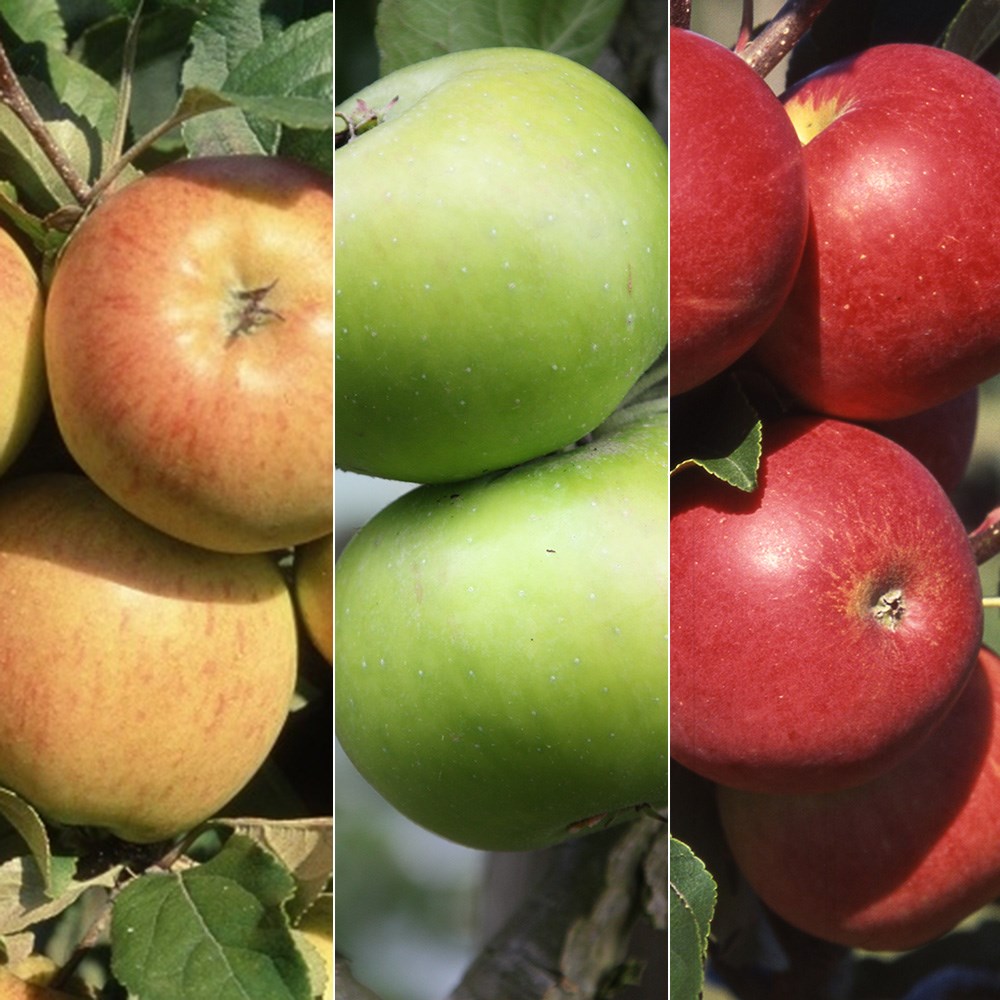 apple 'Bramley 20' / 'Christmas Pippin' / 'Scrumptious'