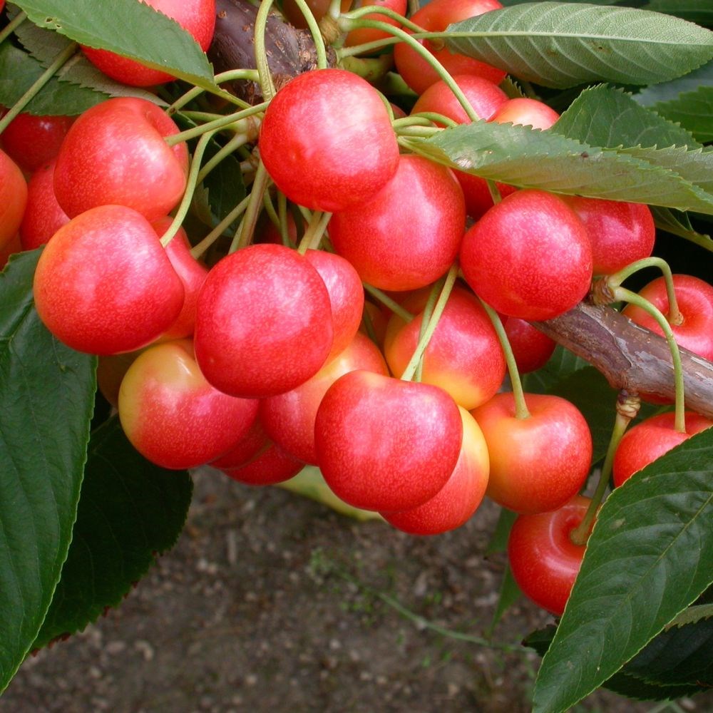 cherry <b class=small-caps>Stardust</b> ('13-7-70') (PBR)