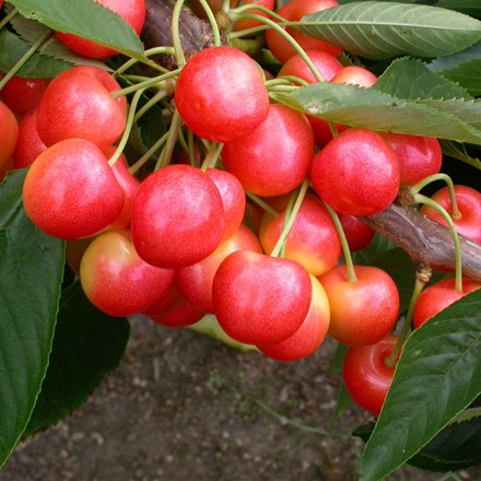 cherry Stardust ('13-7-70') (PBR)