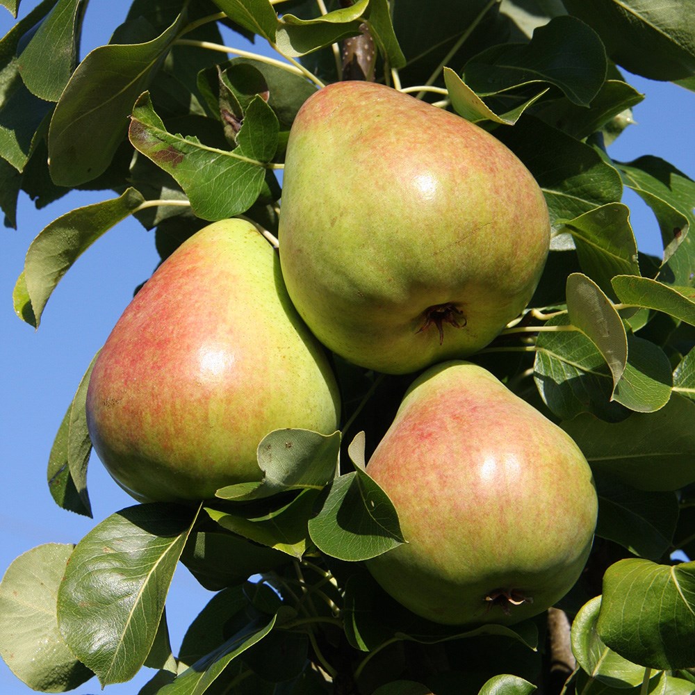 pear 'Obelisk'