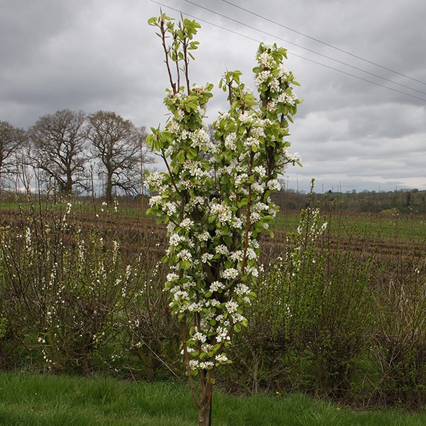 pear 'Obelisk'