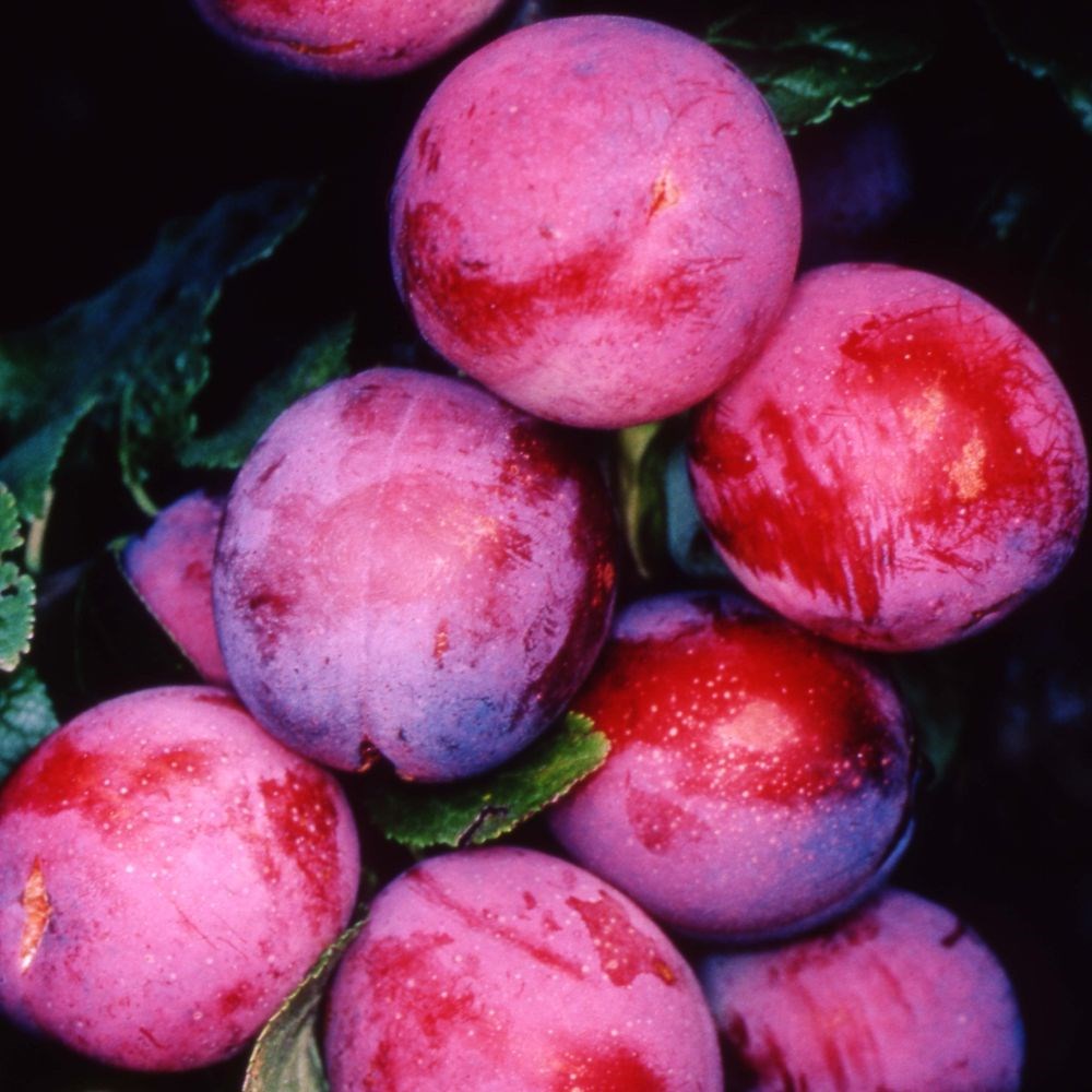 plum 'Opal'