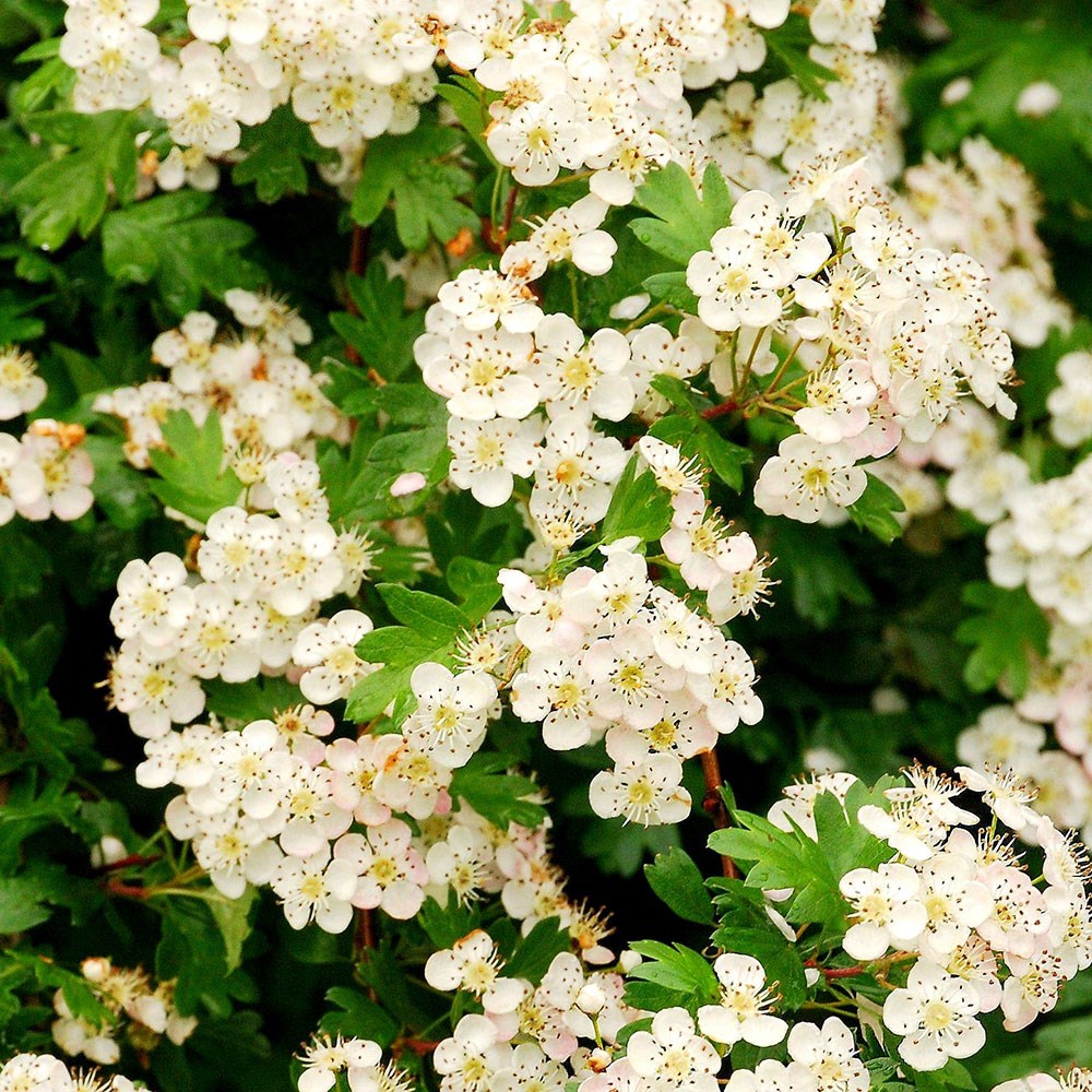 <i>Crataegus monogyna</i> - Hawthorn hedging