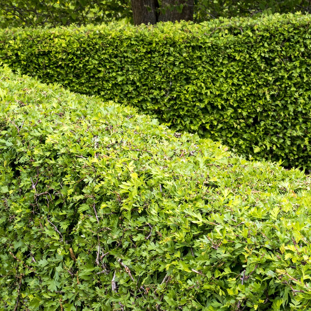 <i>Crataegus monogyna</i> - Hawthorn hedging