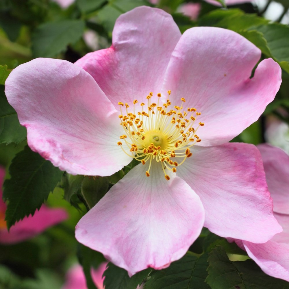 <i>Rosa canina</i> 